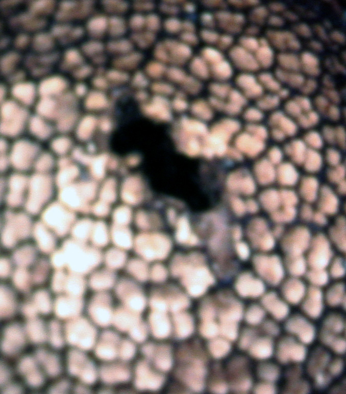 A carnevale ogni scherzo......Quiz